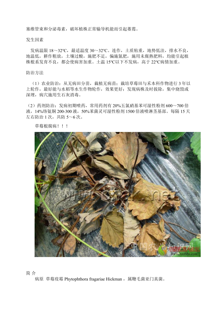 草莓病害高清图讲解.docx_第3页