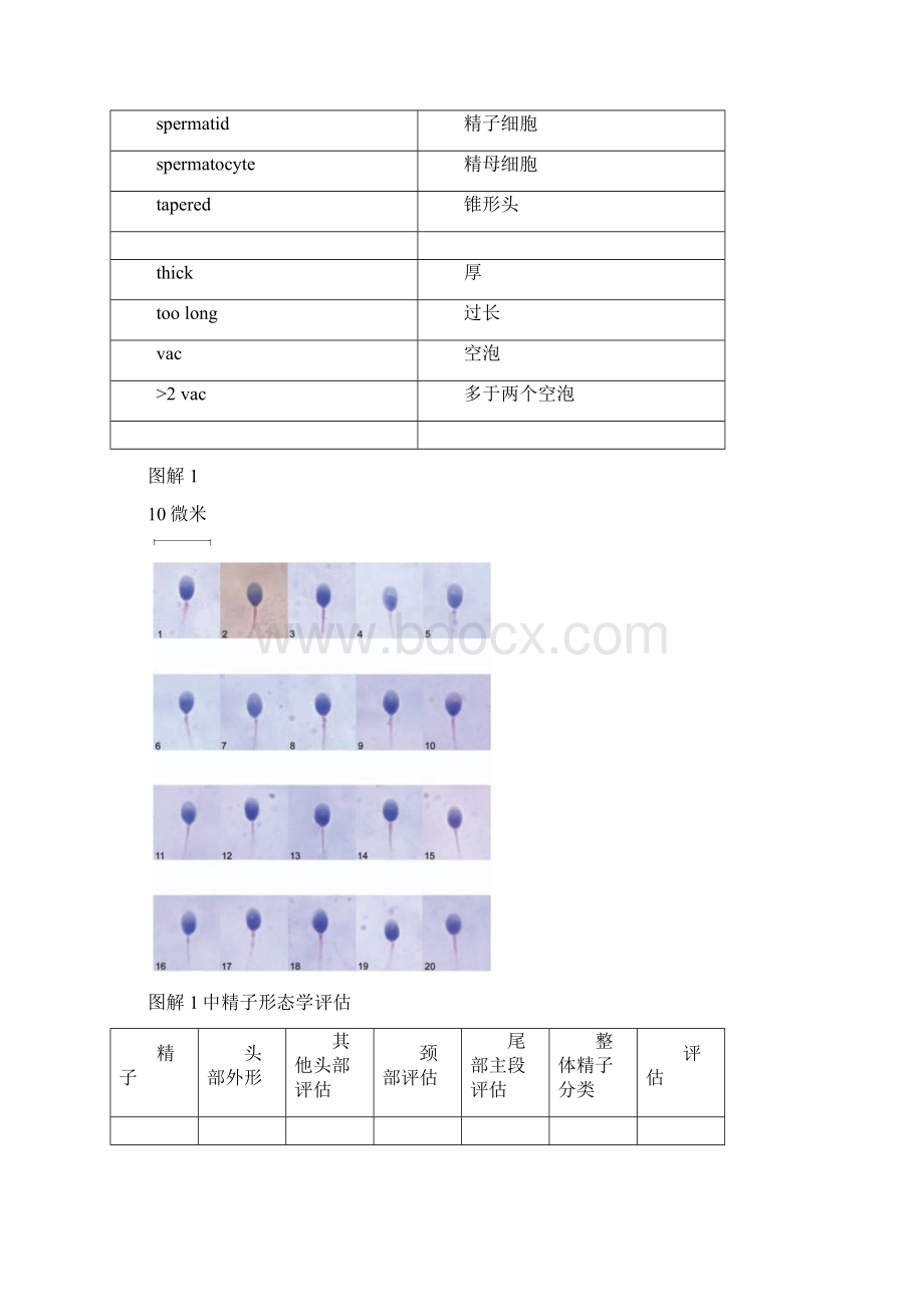 WHO人类精液检验与处理实验室手册第五版216Word格式.docx_第3页