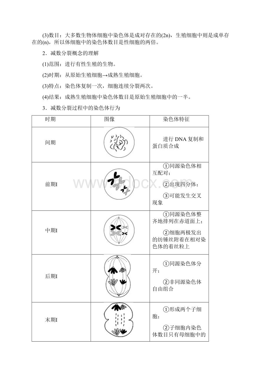 版浙江新高考选考生物一轮复习第11讲 减数分裂中的染色体行为.docx_第2页