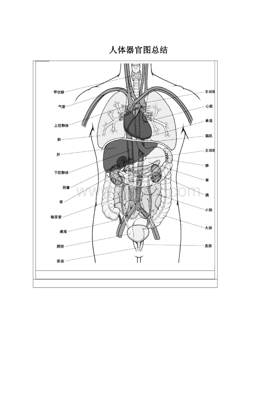 人体器官图总结.docx_第1页