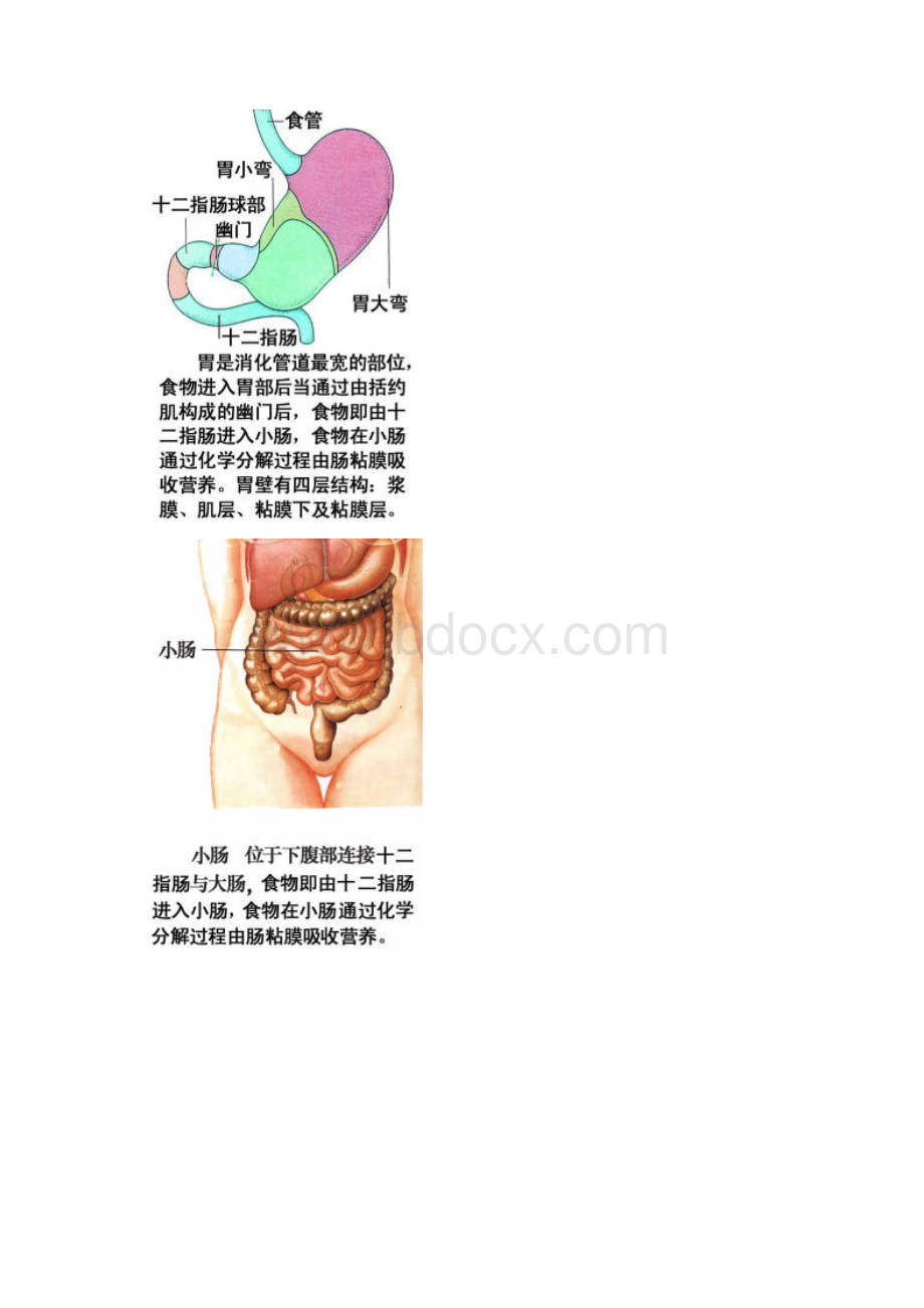 人体器官图总结.docx_第2页