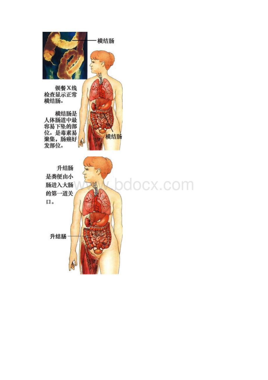 人体器官图总结.docx_第3页