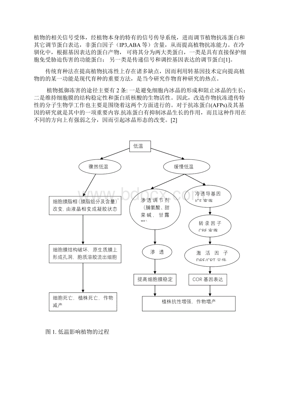 抗冻机制ICECBFCOR途径及抗冻相关蛋白的研究文献综述和外文翻译文档格式.docx_第2页