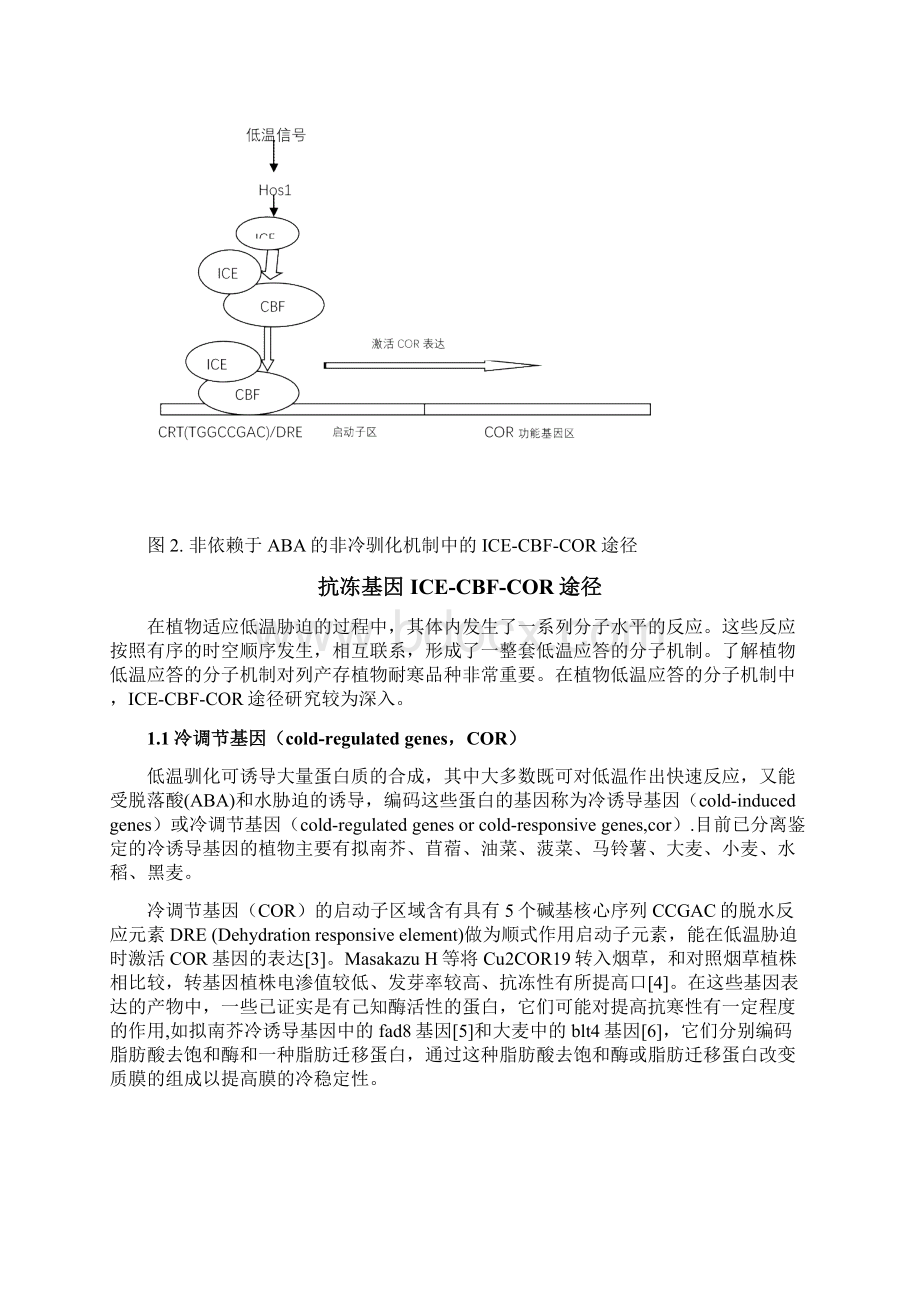 抗冻机制ICECBFCOR途径及抗冻相关蛋白的研究文献综述和外文翻译.docx_第3页