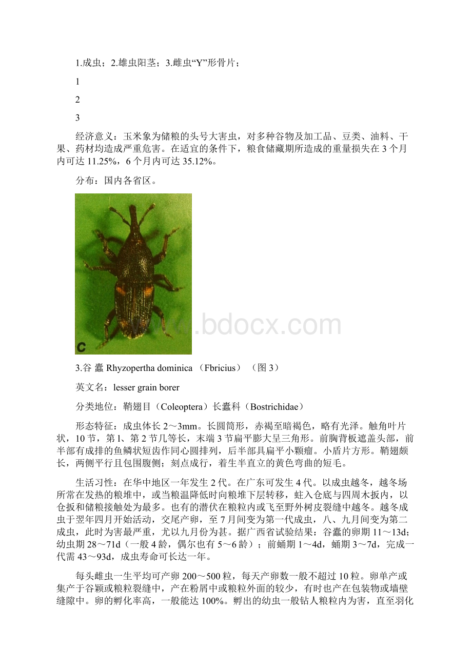 常见重要储粮害虫41种一教学内容.docx_第3页