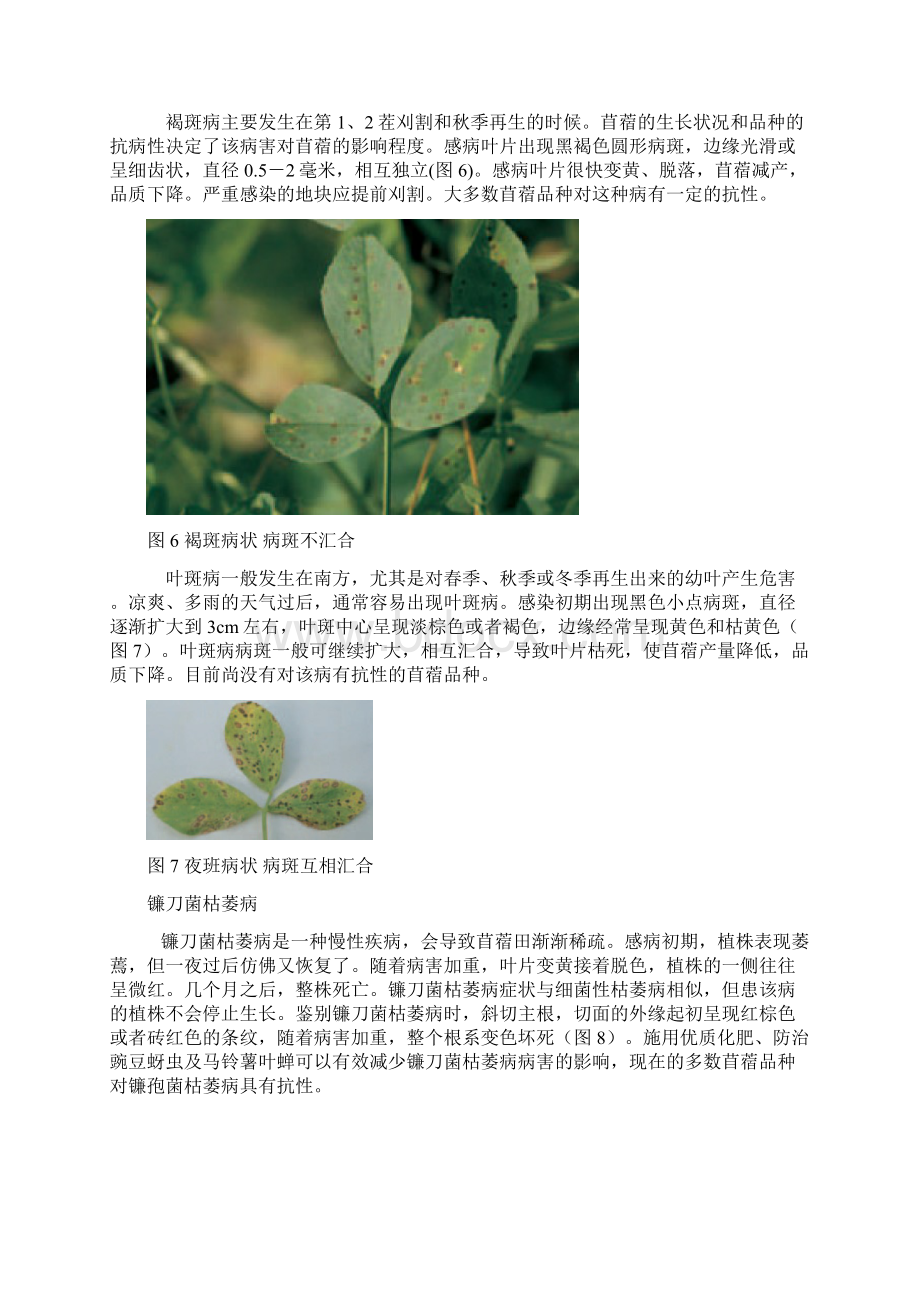 紫花苜蓿主要病虫害.docx_第3页