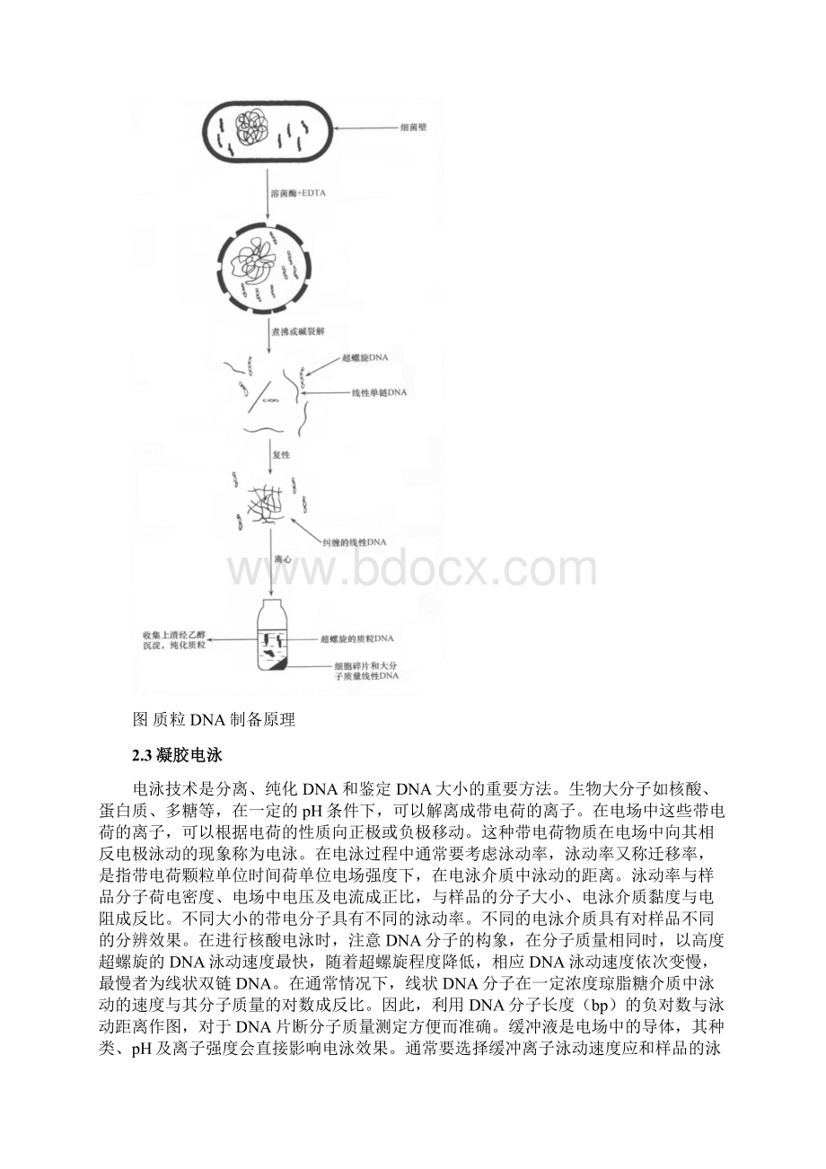 质粒DNA的提取和琼脂糖凝胶电泳Word文档下载推荐.docx_第3页