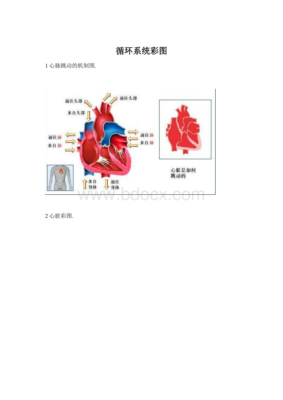 循环系统彩图.docx_第1页