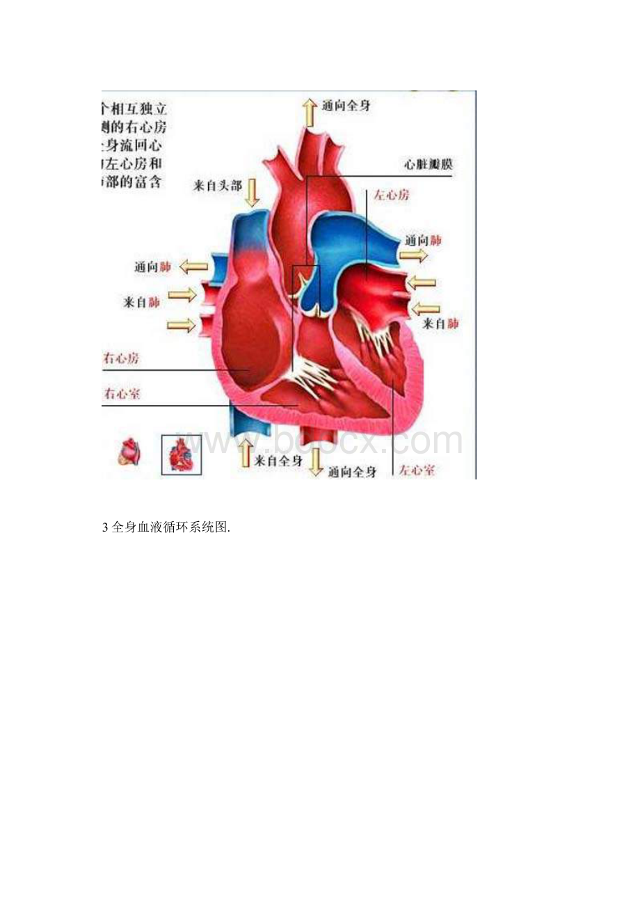 循环系统彩图.docx_第2页