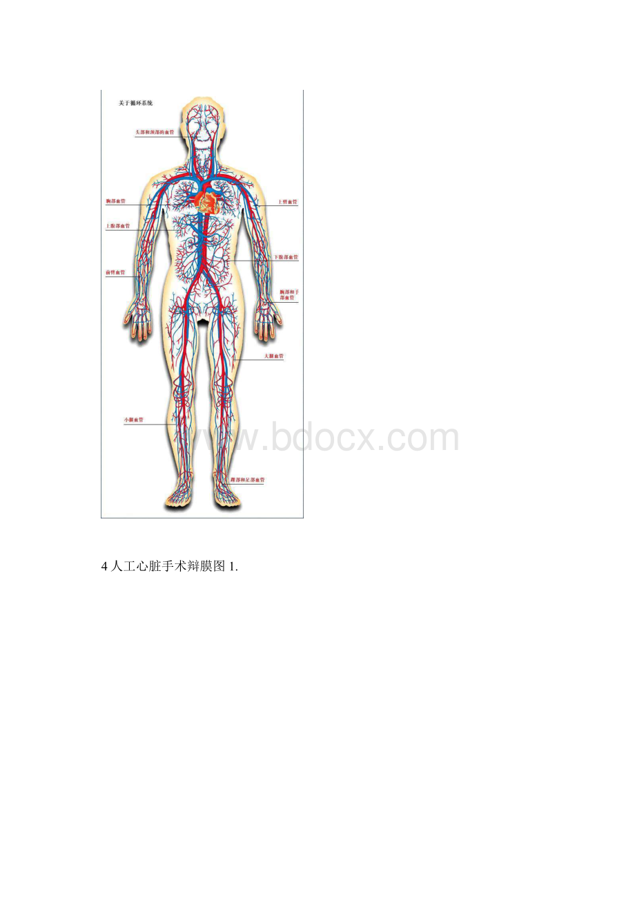 循环系统彩图.docx_第3页