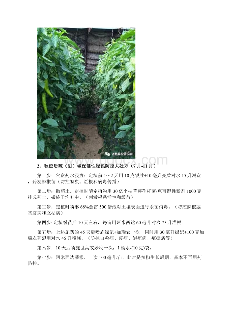 辣甜椒高产栽培全程用药方案.docx_第2页