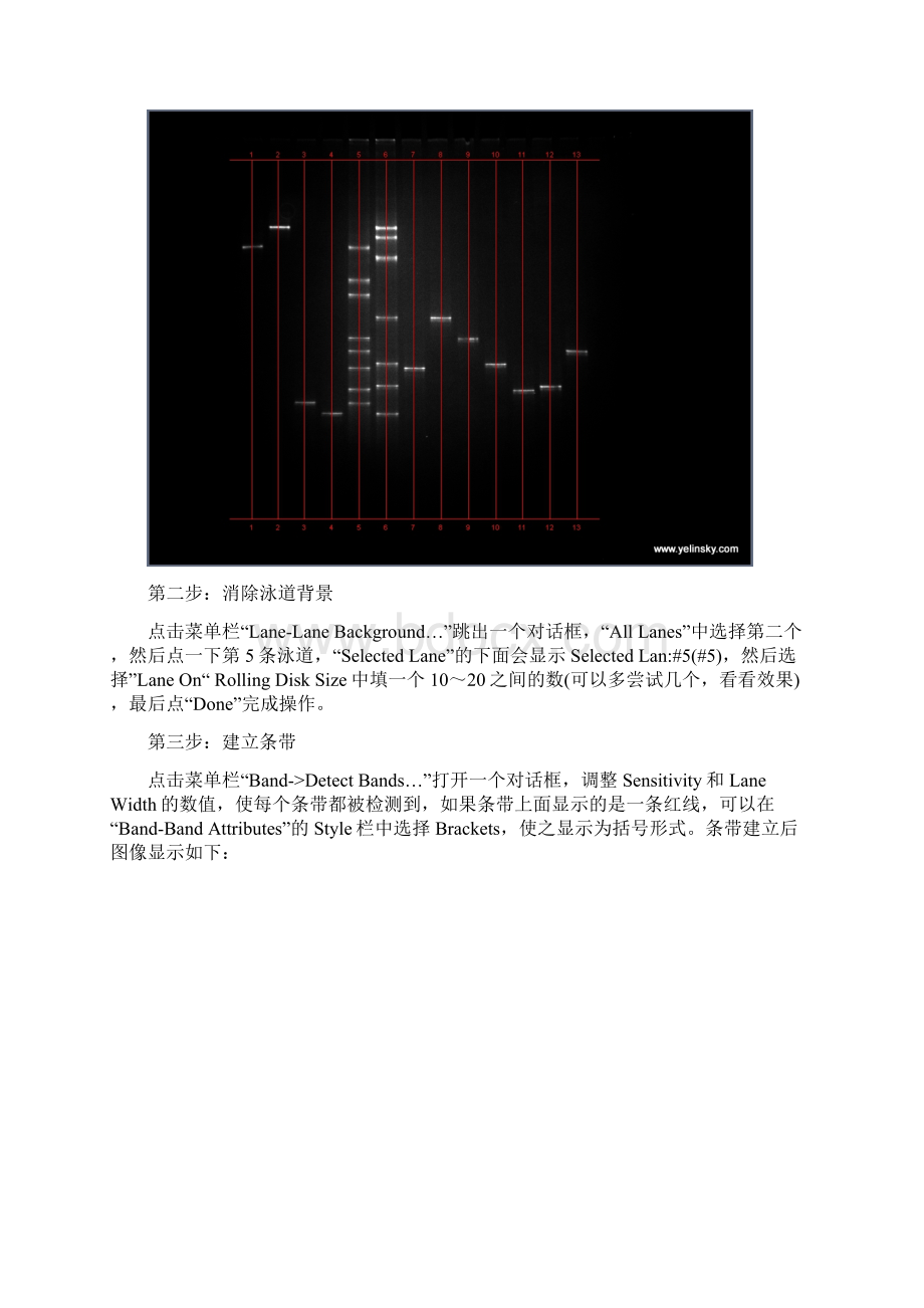 用Quantity One进行定量分析的方法Word文档下载推荐.docx_第2页