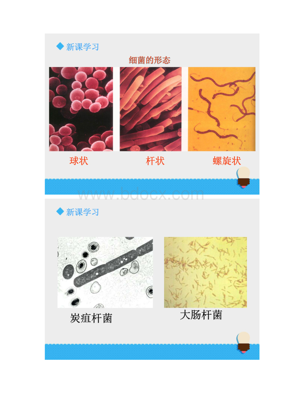 《肉眼看不见的生物》课件+教案+学案+习题含答案doc.docx_第3页