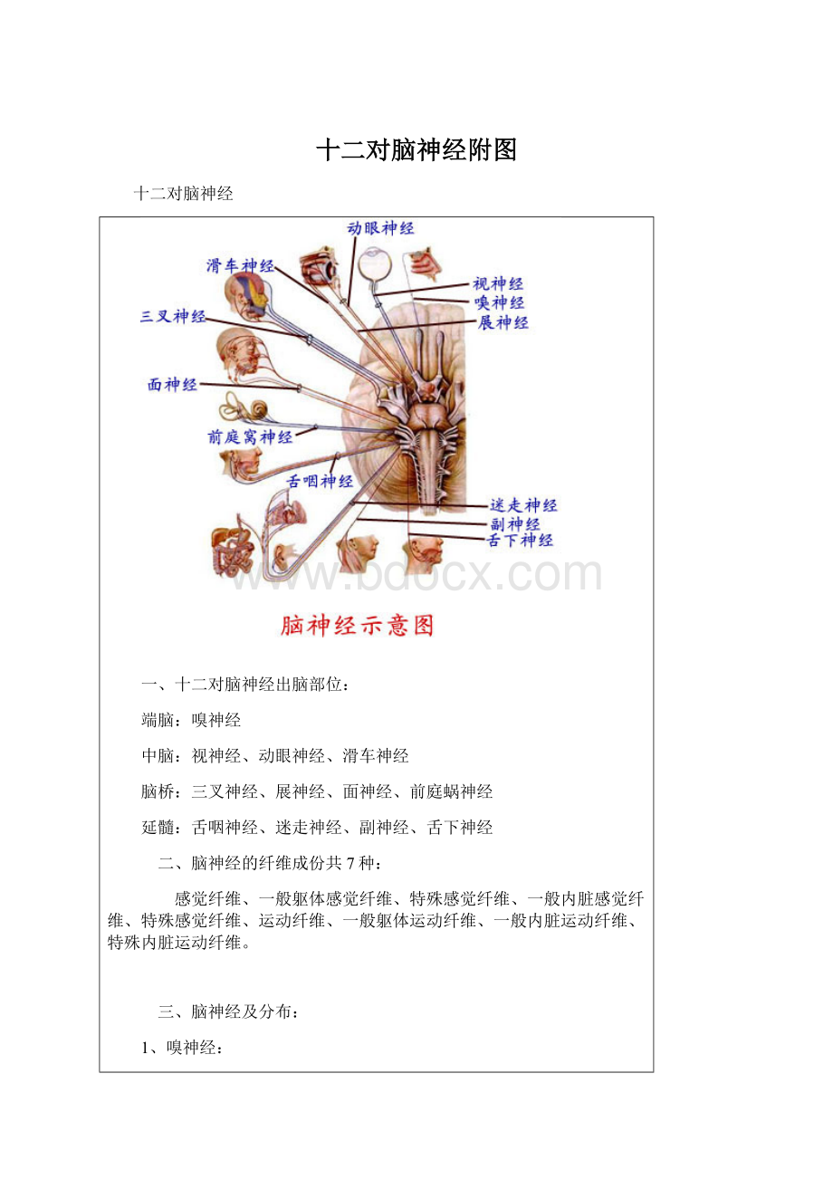 十二对脑神经附图Word文档下载推荐.docx