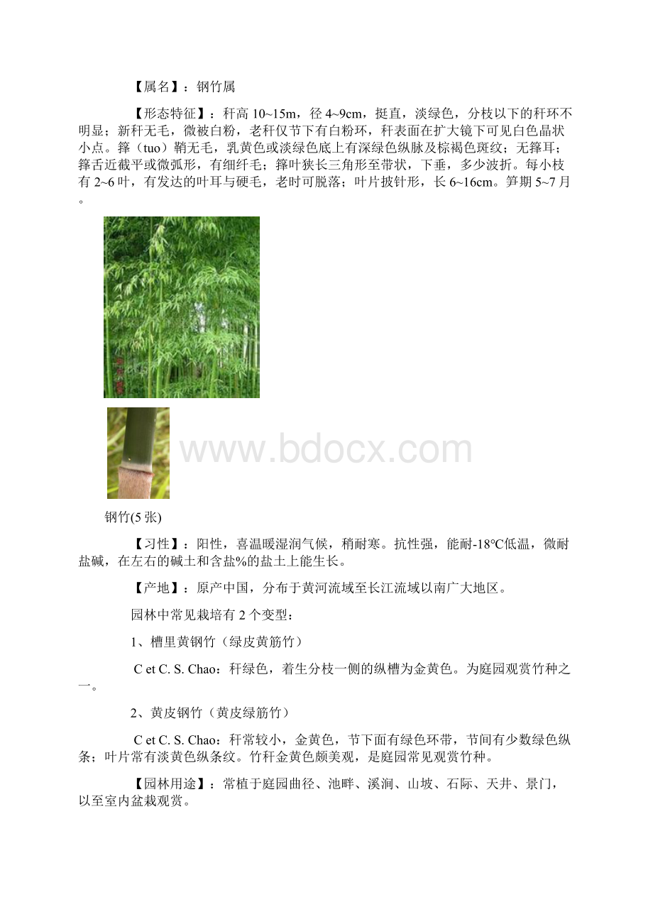 海南大学校园里常见热带植物.docx_第3页