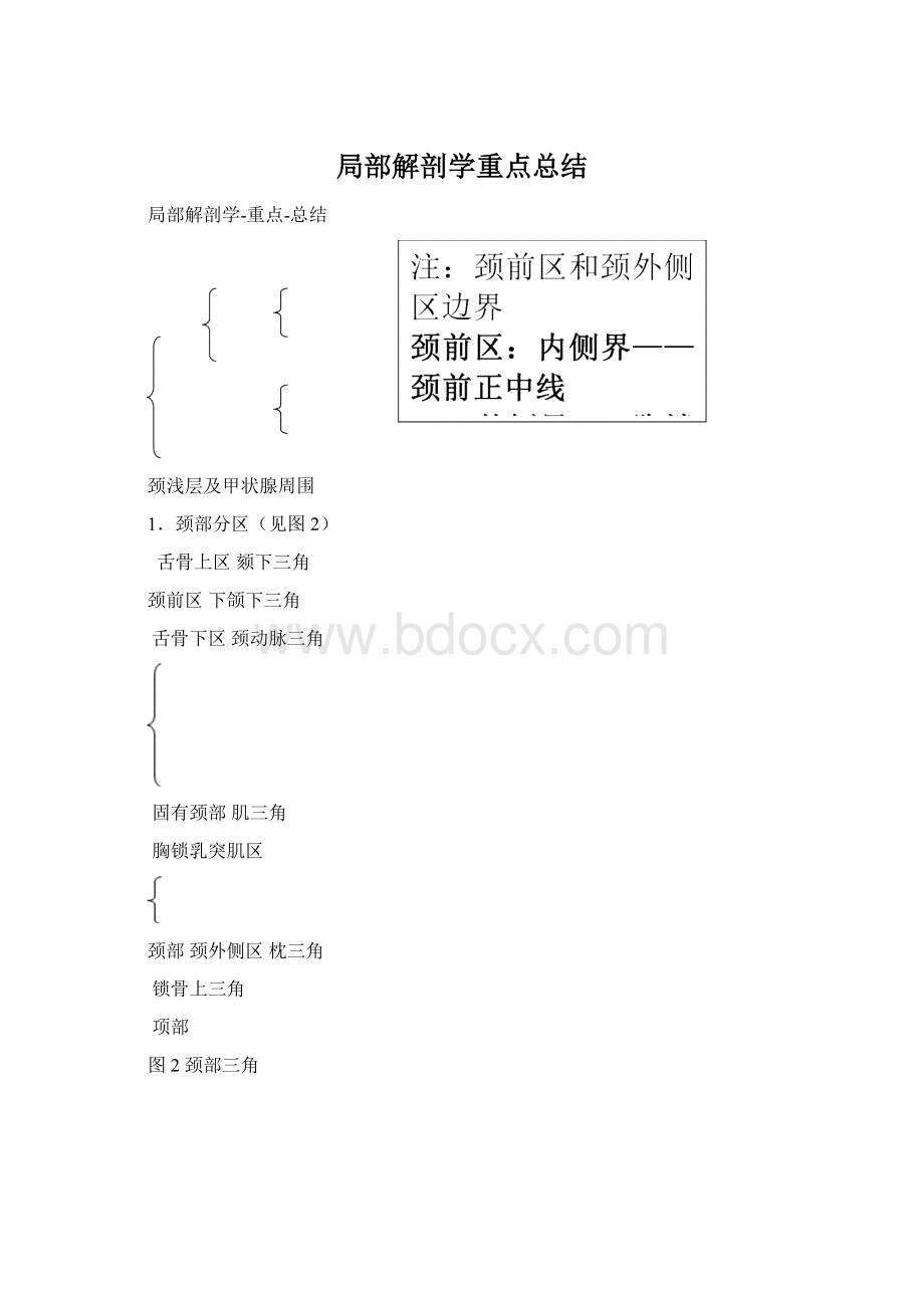 局部解剖学重点总结Word文档下载推荐.docx