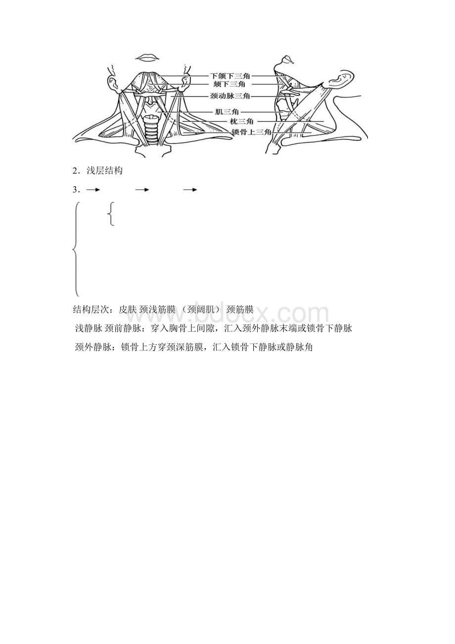 局部解剖学重点总结.docx_第2页