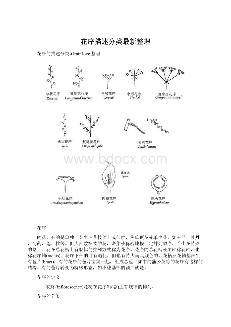 花序描述分类最新整理.docx_第1页