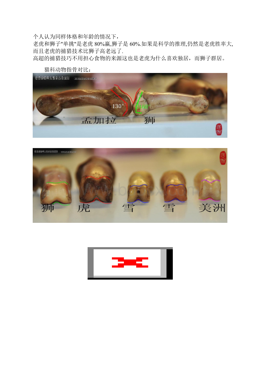 老虎和狮子对比Word格式文档下载.docx_第3页