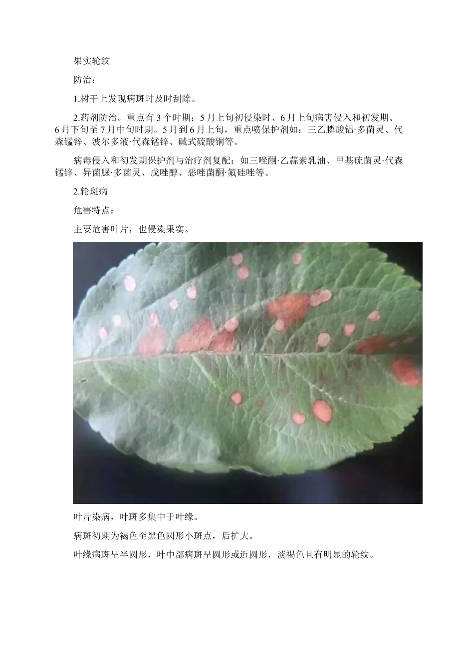 苹果常见的的几十个病害Word文档格式.docx_第3页