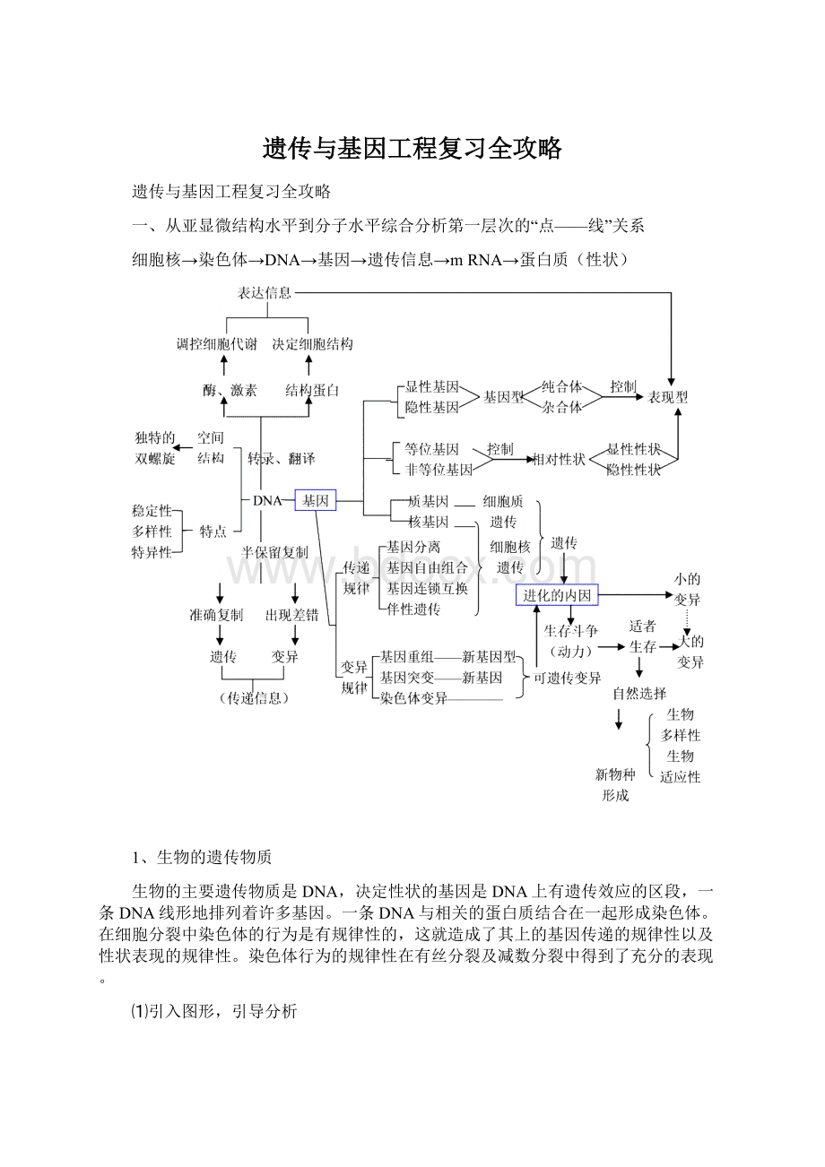 遗传与基因工程复习全攻略Word格式.docx