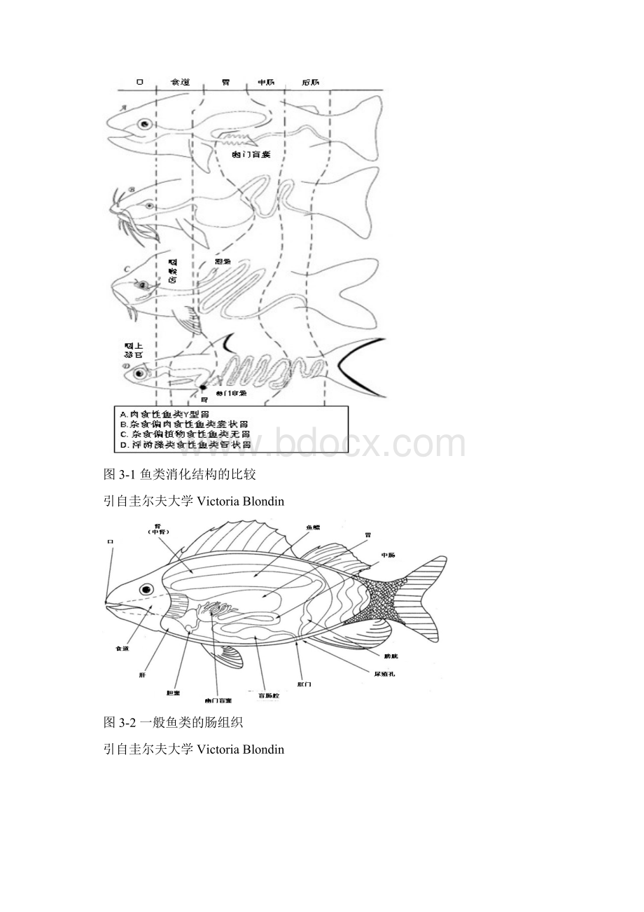 3鱼虾的消化生理汇总Word文件下载.docx_第2页