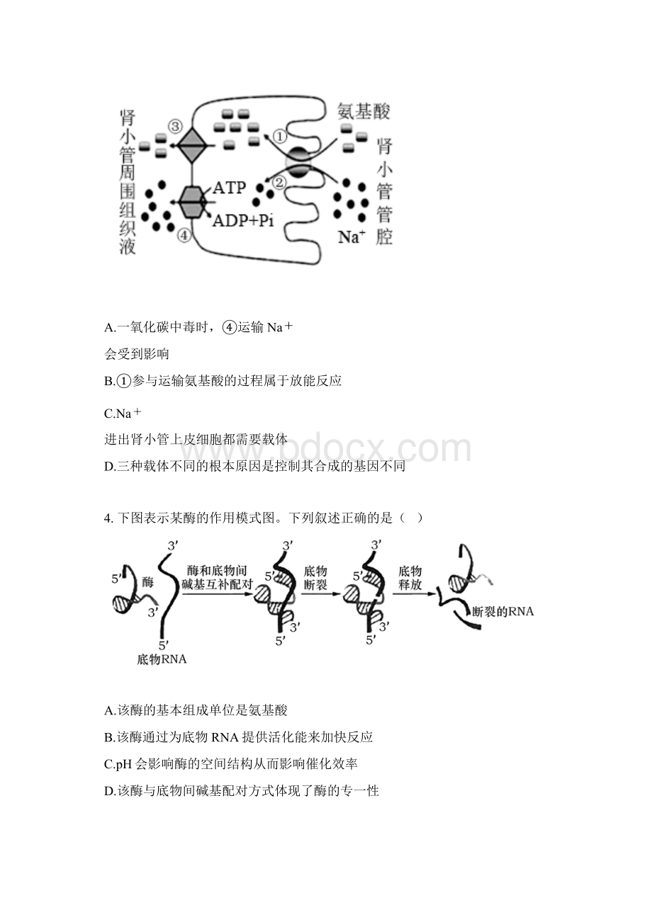 届江苏省苏州市四市五区高三上学期期初调研生物试题有答案Word文档下载推荐.docx_第2页