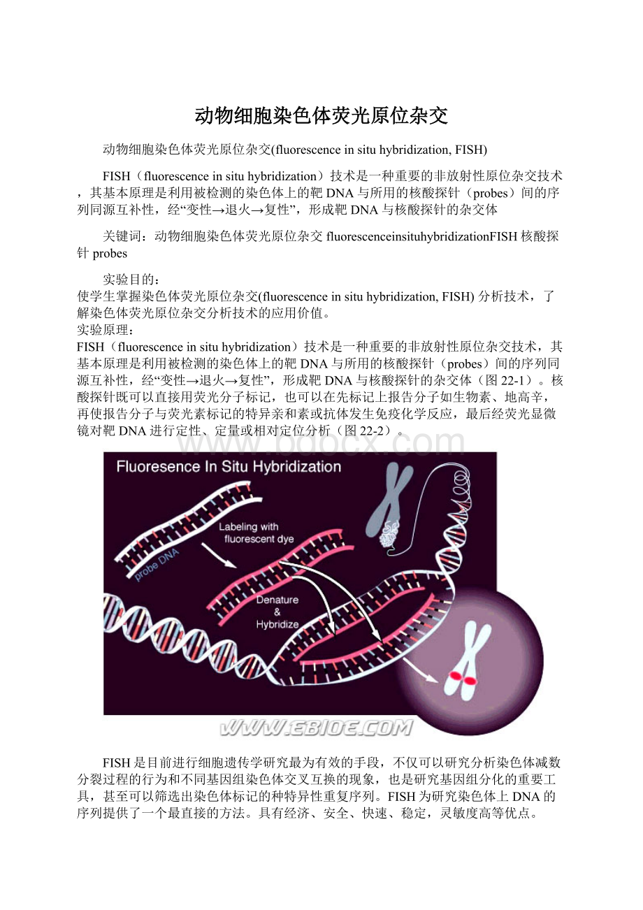 动物细胞染色体荧光原位杂交.docx_第1页