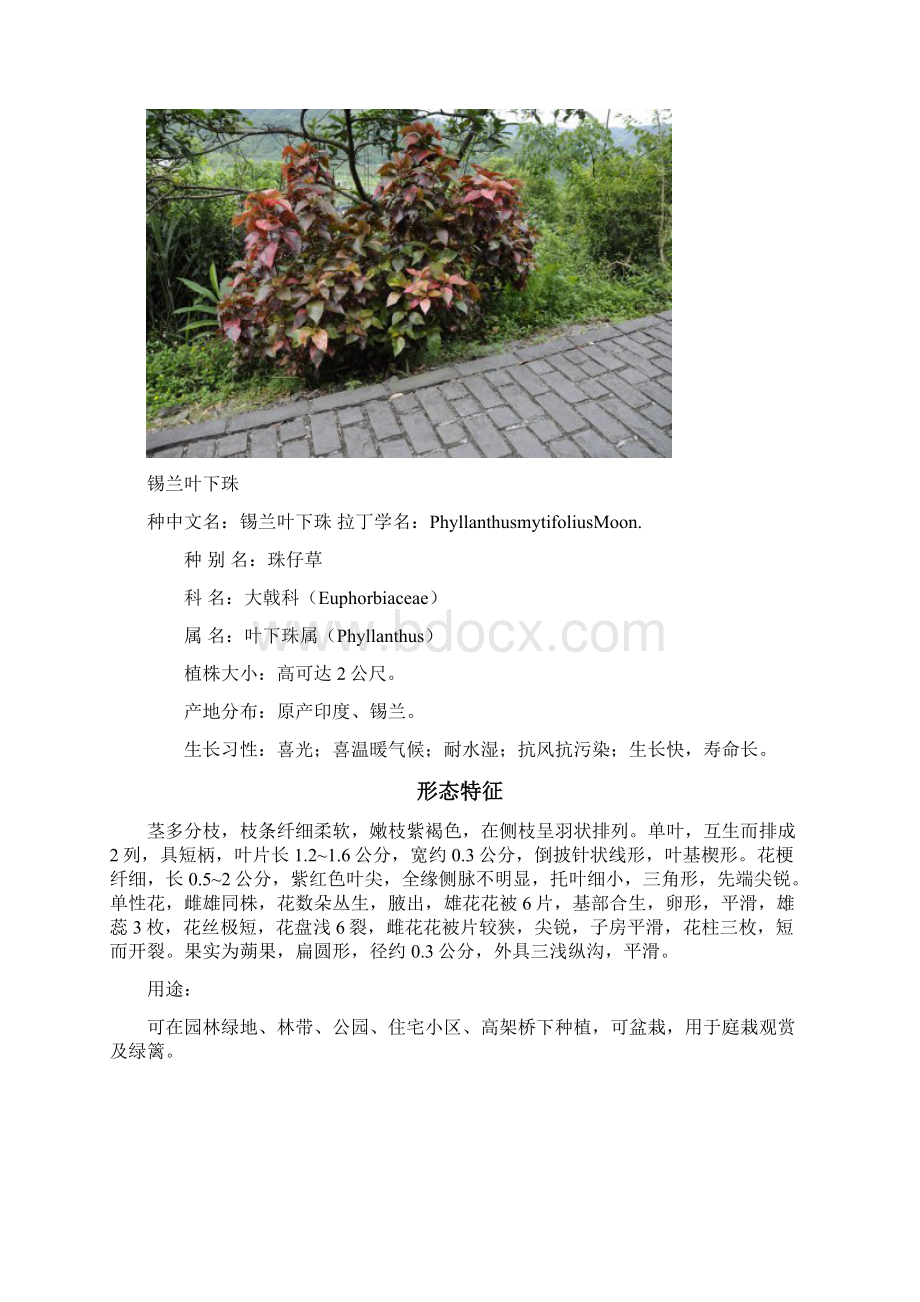 台湾植物汇报文档格式.docx_第2页