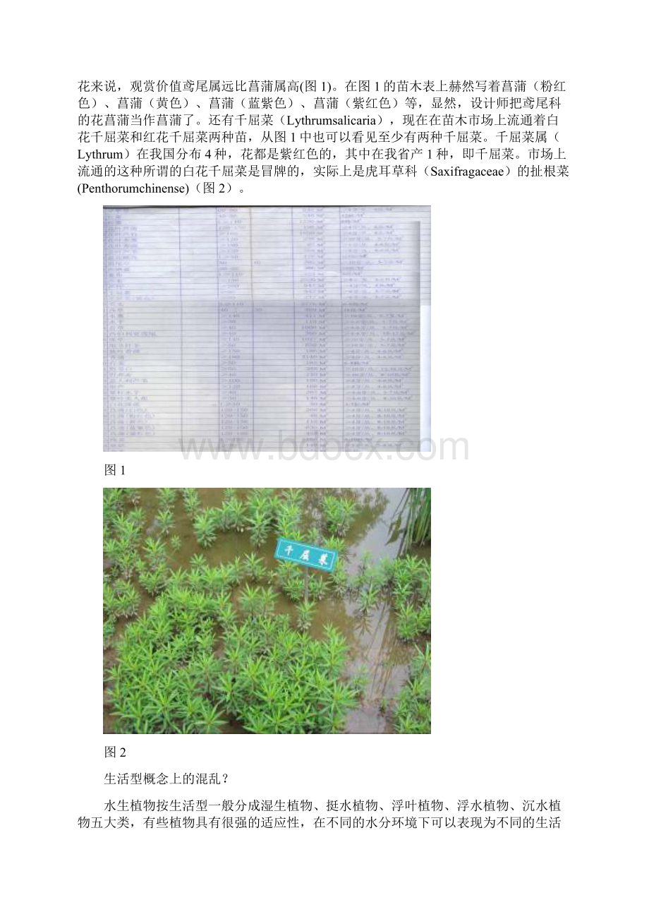 关于水生植物设计种植密度文档格式.docx_第2页