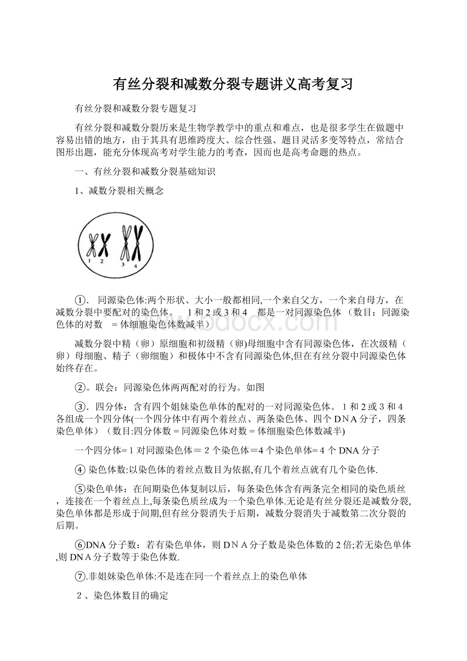 有丝分裂和减数分裂专题讲义高考复习文档格式.docx