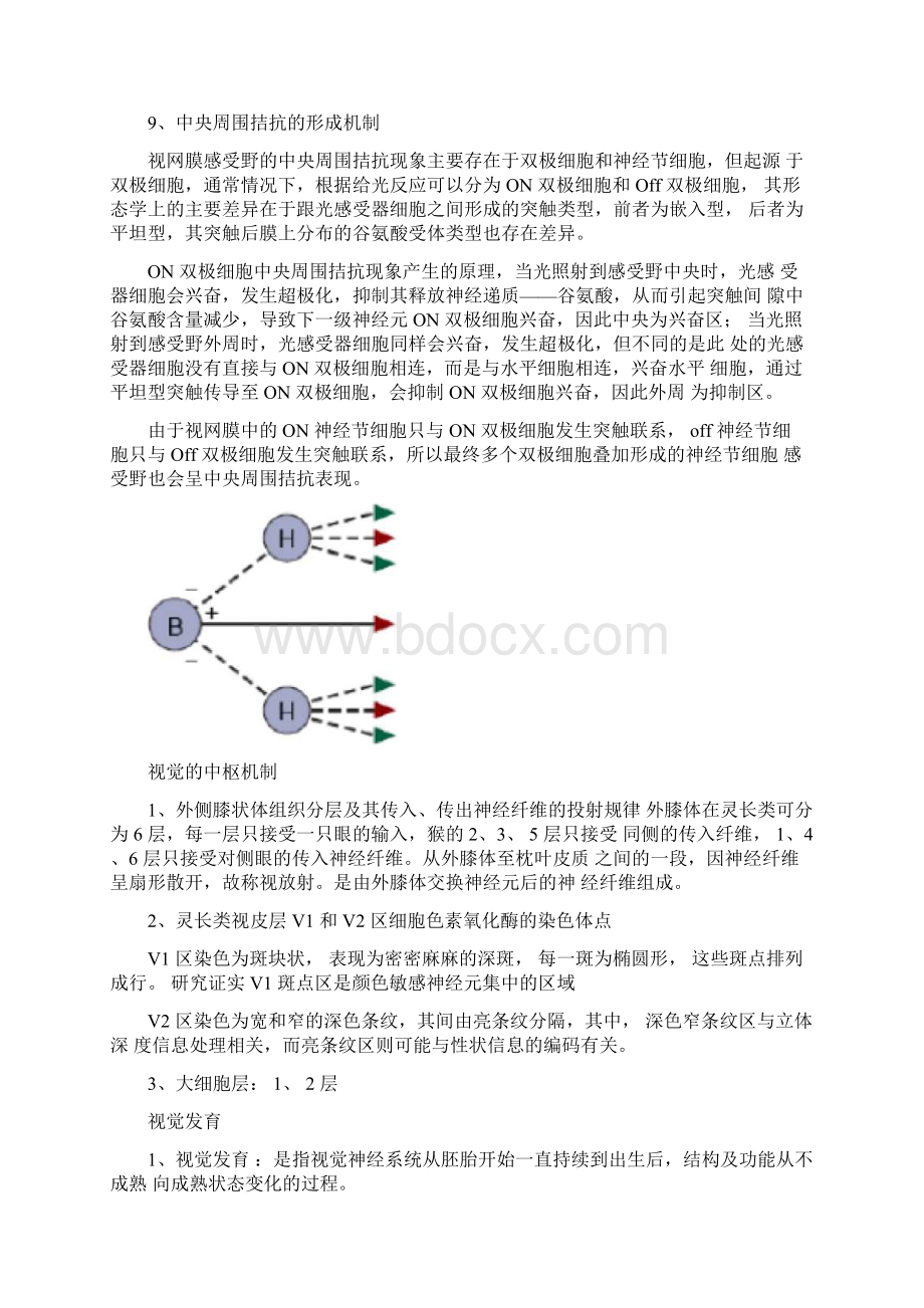 最新视觉神经生理.docx_第3页