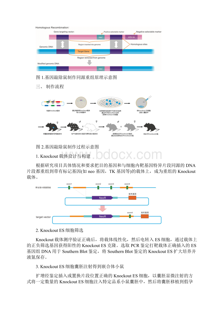 课题基因敲除小鼠的pcr鉴定.docx_第2页