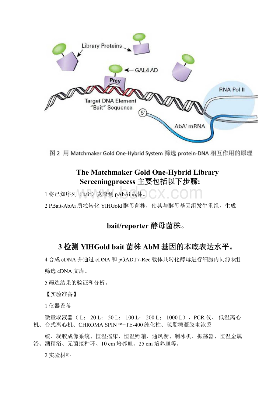 酵母单杂交实验方法Word格式.docx_第3页