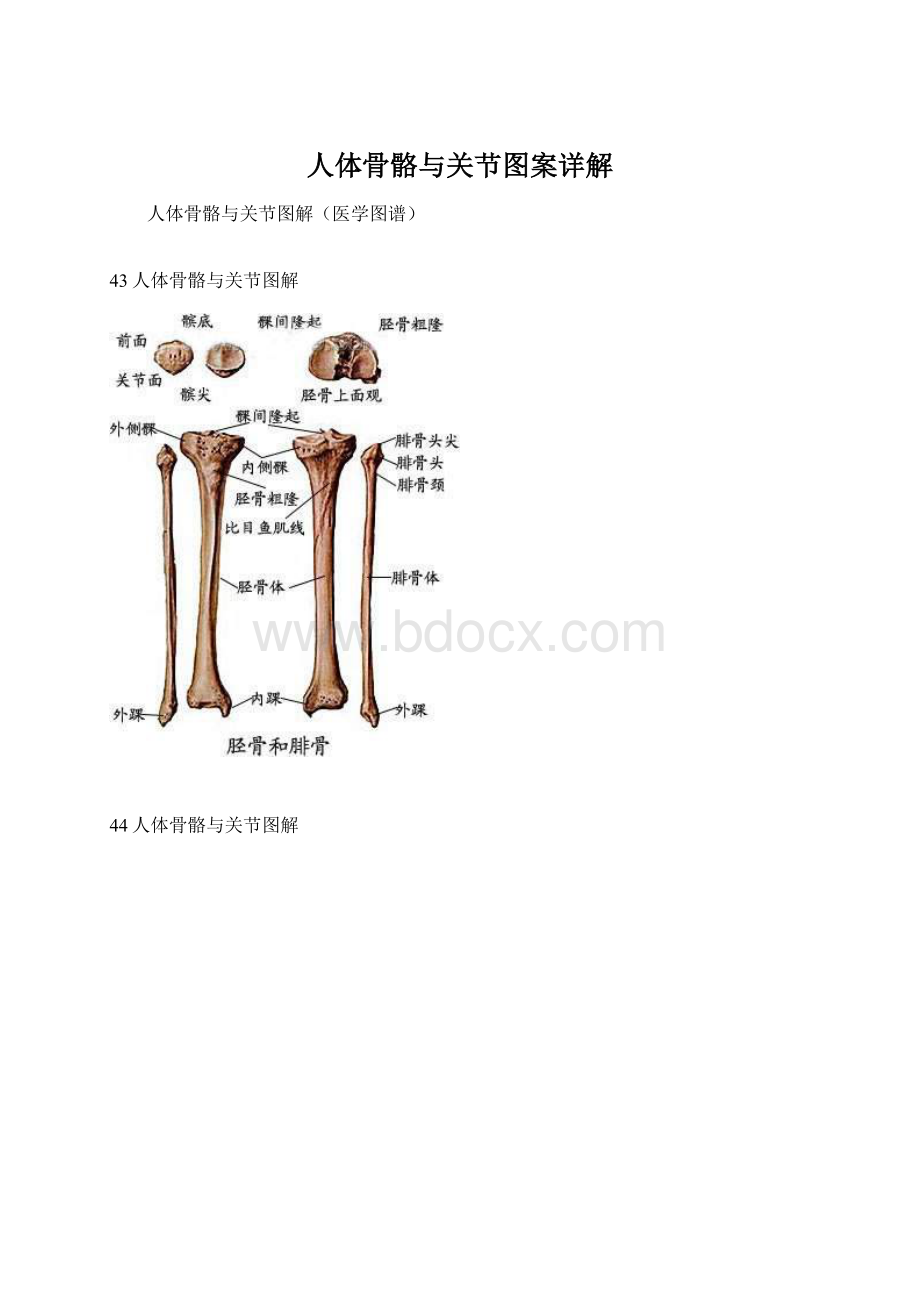 人体骨骼与关节图案详解.docx