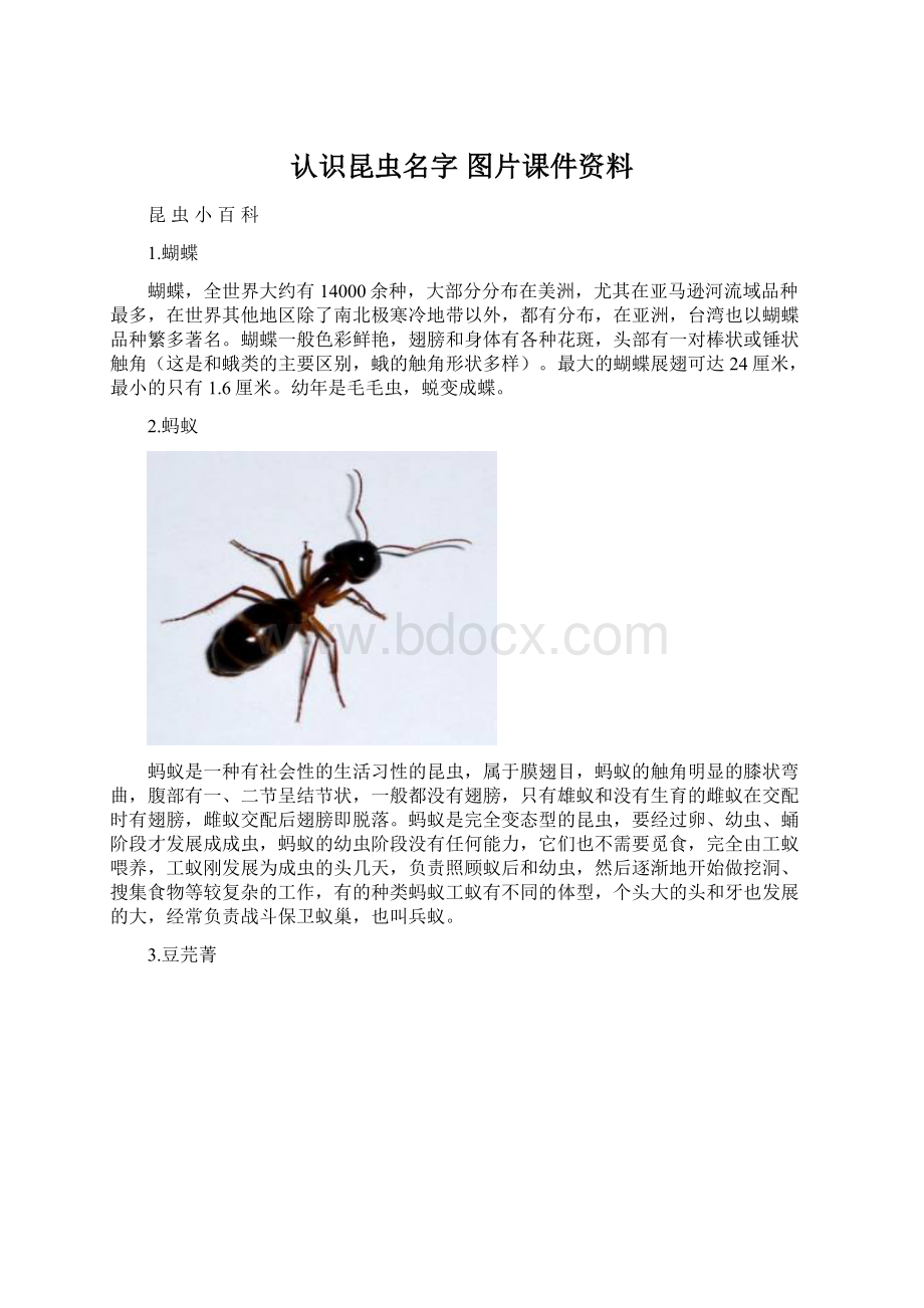 认识昆虫名字 图片课件资料.docx