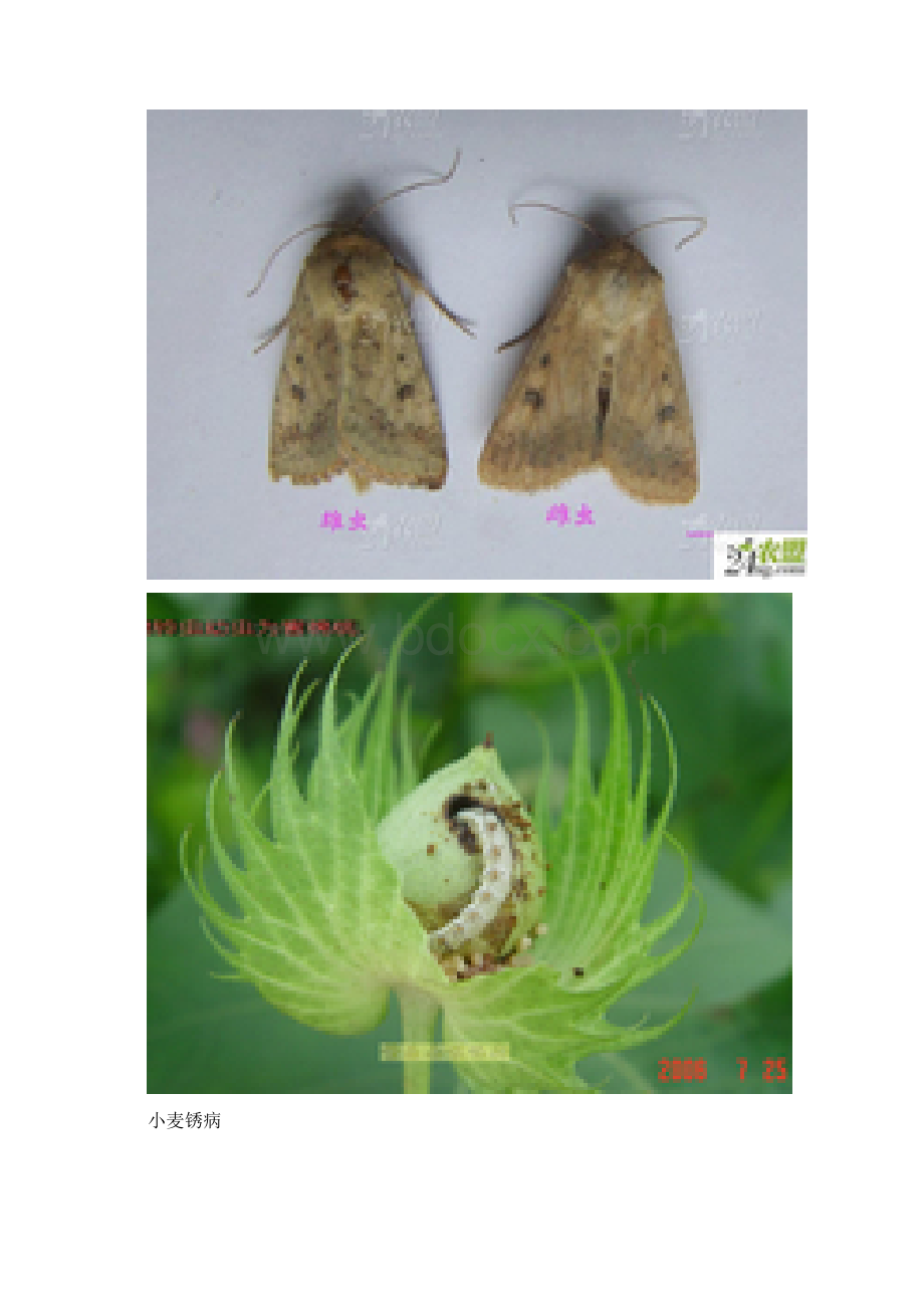 主要农作物主要病虫害识别.docx_第2页