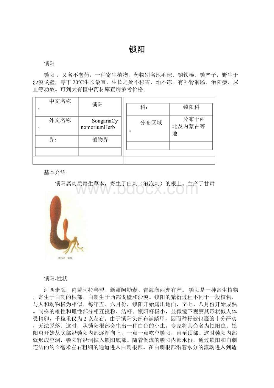 锁阳Word格式.docx_第1页