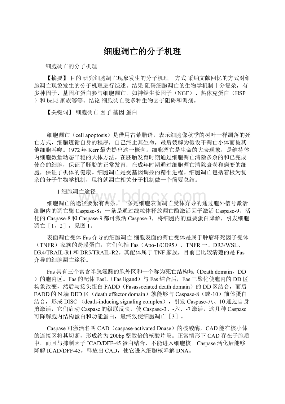 细胞凋亡的分子机理Word文档格式.docx