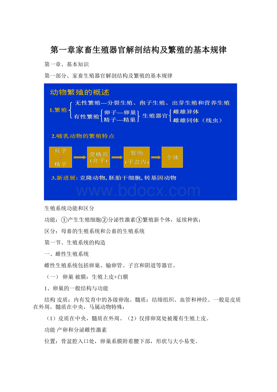 第一章家畜生殖器官解剖结构及繁殖的基本规律.docx_第1页