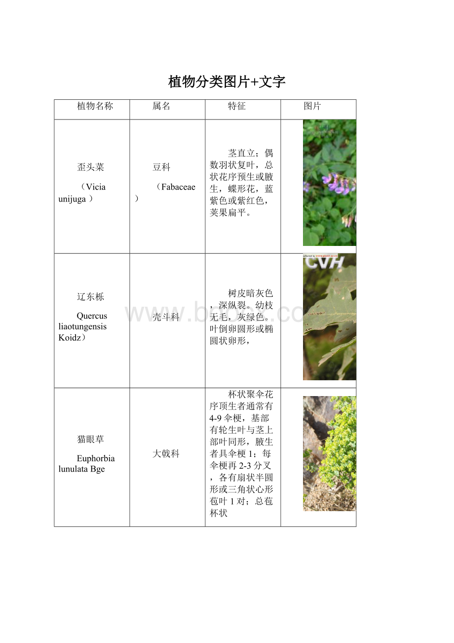 植物分类图片+文字.docx_第1页