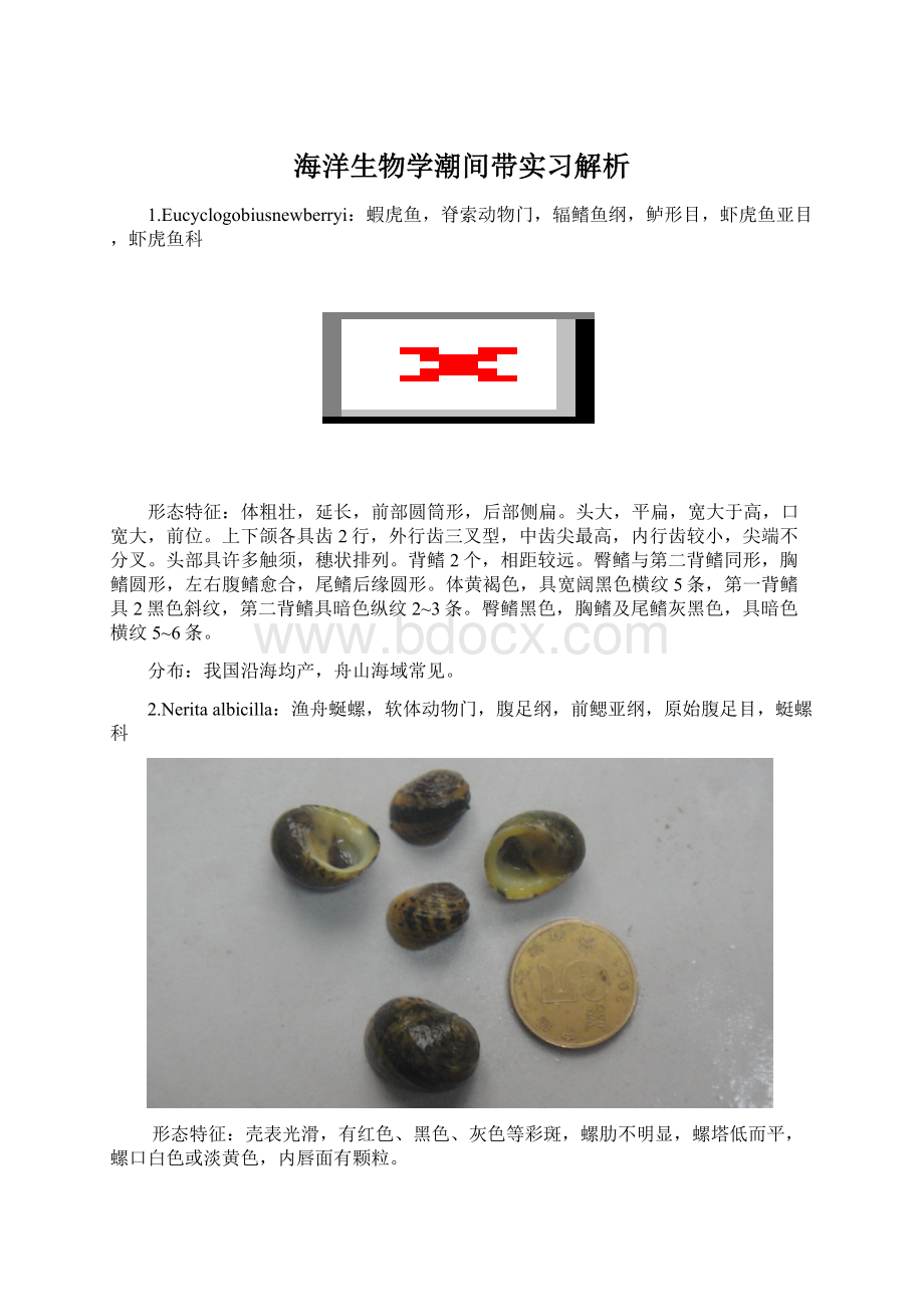 海洋生物学潮间带实习解析.docx_第1页