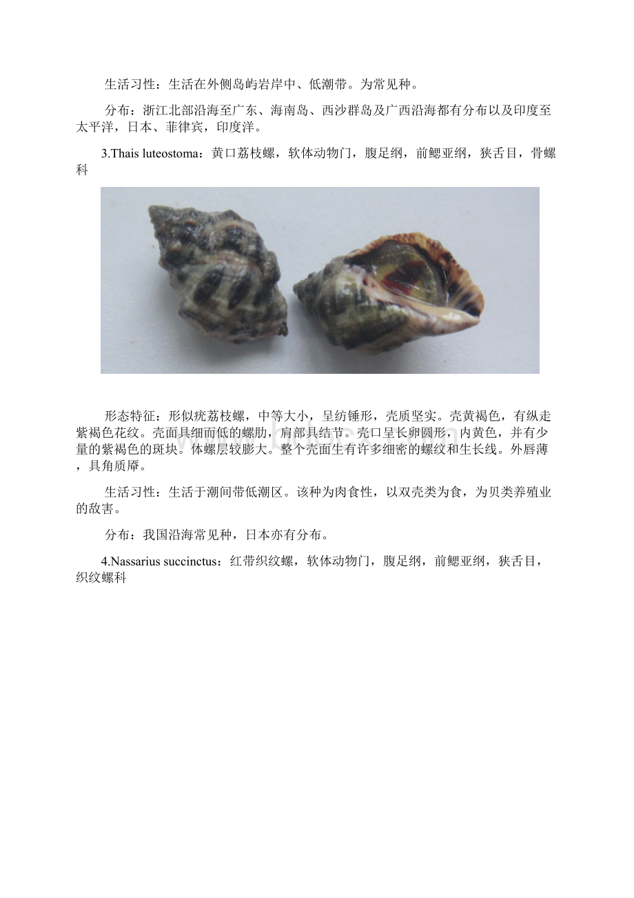 海洋生物学潮间带实习解析.docx_第2页