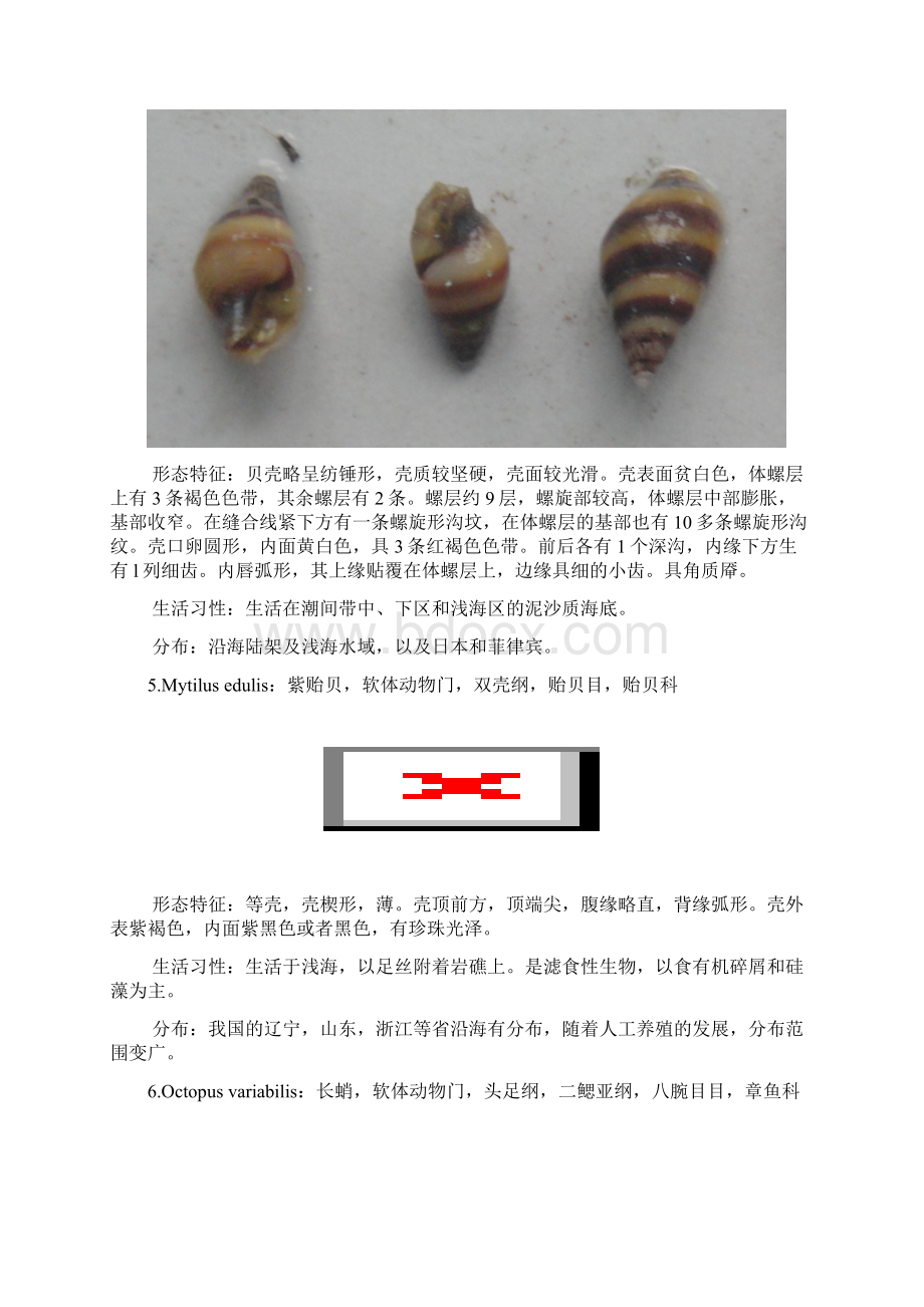 海洋生物学潮间带实习解析.docx_第3页