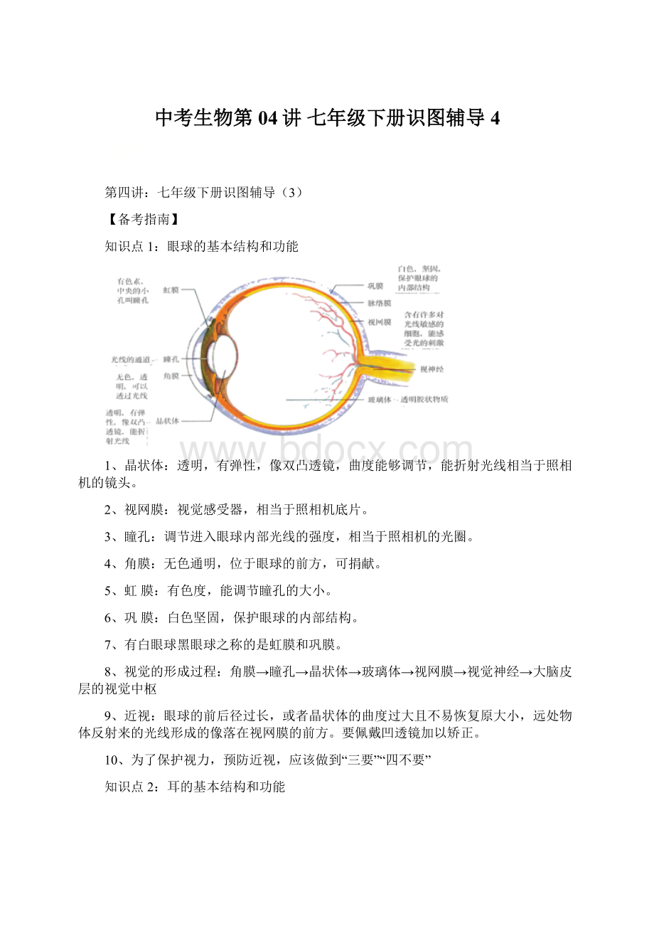 中考生物第04讲 七年级下册识图辅导4.docx_第1页