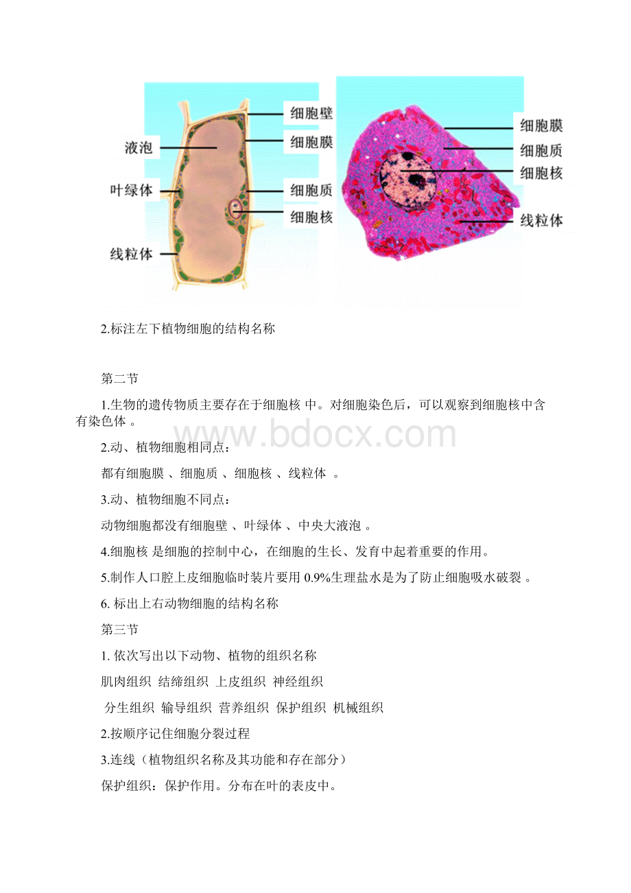 初中生物知识点附图片七年级上册全套知识点Word文档格式.docx_第3页