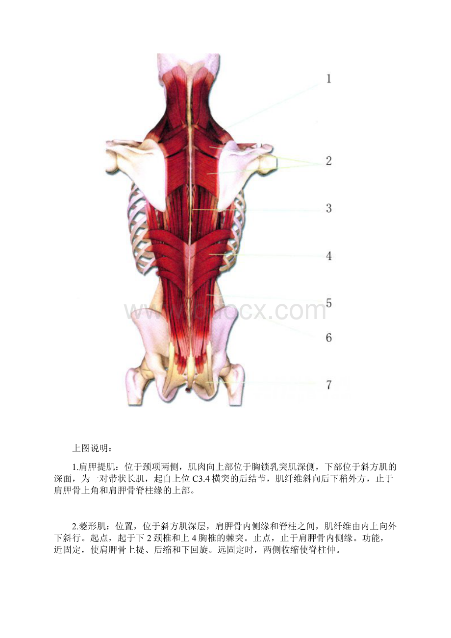 人体全身肌肉.docx_第3页