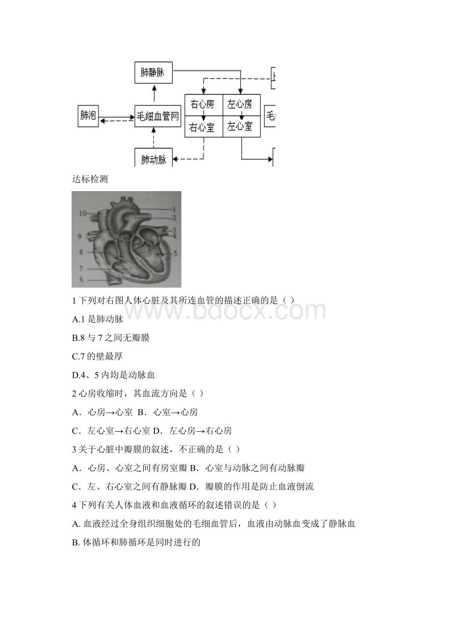 第17课时心脏与血液循环.docx_第3页