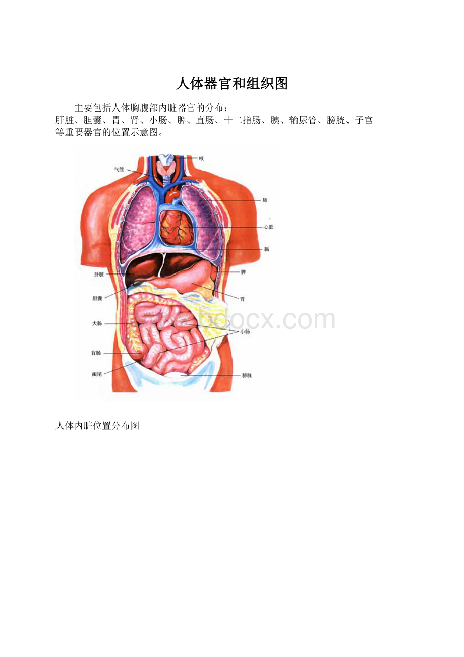 人体器官和组织图.docx