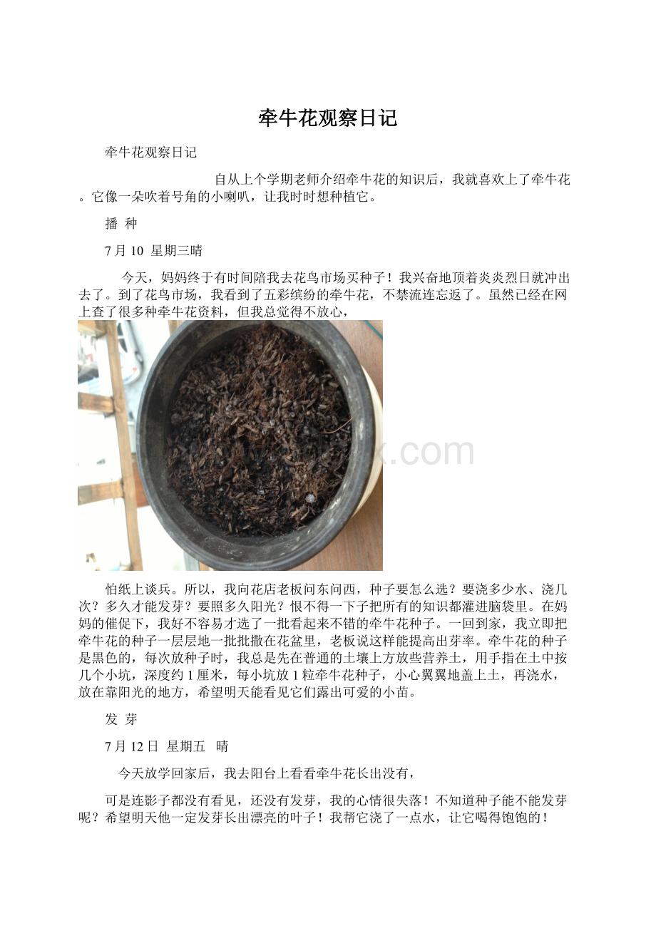 牵牛花观察日记Word格式文档下载.docx_第1页